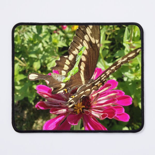 Item preview, Giant Brown Swallowtail Butterfly Feeding The Earth RZ  8/20 designed and sold by Unlimited Imagination .