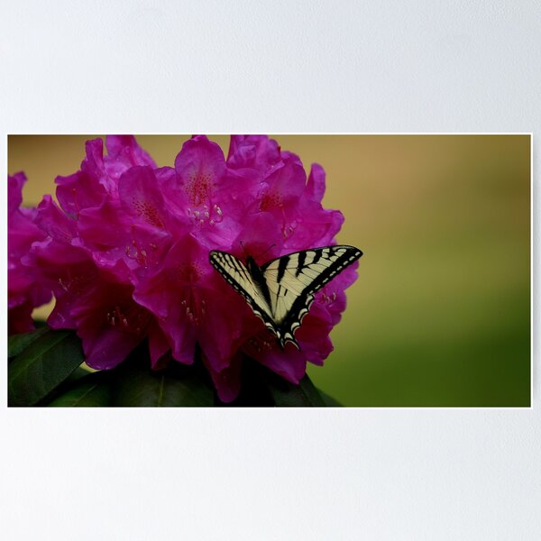 Item preview, Butterfly on a Rhododendron  designed and sold by MAINE IMAGESDEZIGNS.