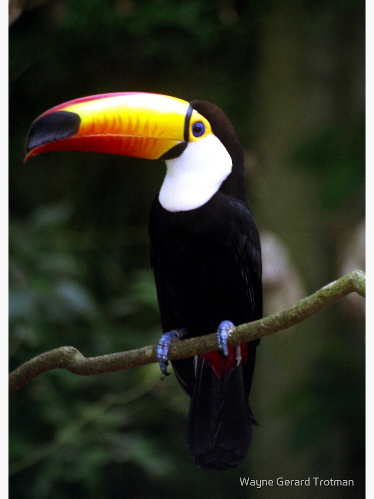 Toucan by redmoondragon