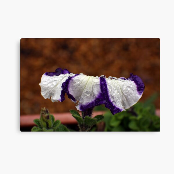 Wet Striped Petunia Canvas Print
