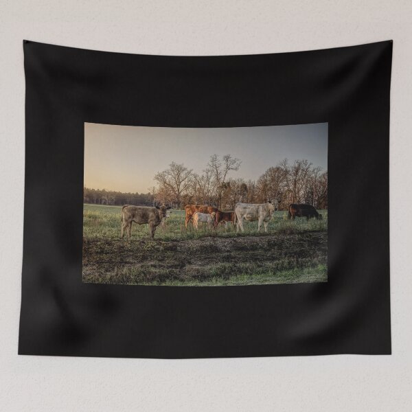 Item preview, Cows, out grazing in the early morning light..... designed and sold by Crobin1961.