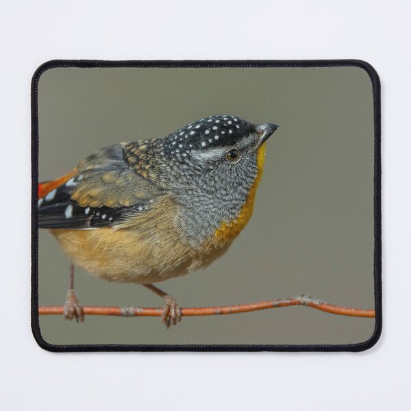 Item preview, Male Spotted Pardalote designed and sold by Nick Vertsonis.