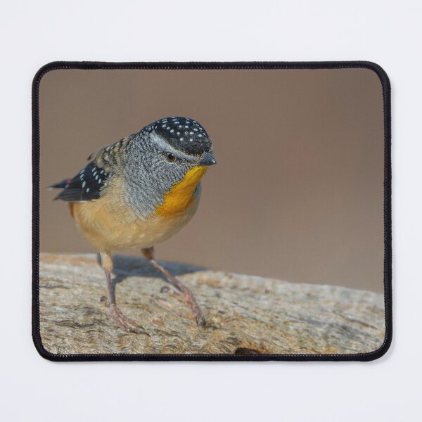 Item preview, Male Spotted Pardalote designed and sold by Nick Vertsonis.