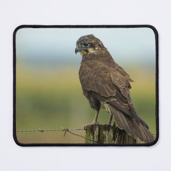 Item preview, Brown Falcon designed and sold by Nick Vertsonis.