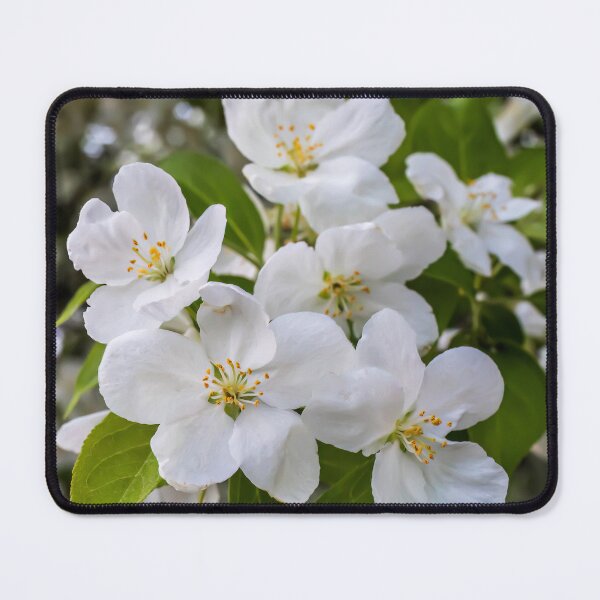 Item preview, Pretty, White Siberian Crabapple Blossoms, Malus Baccata, on a May Spring Evening designed and sold by LINDA MCKUSICK.