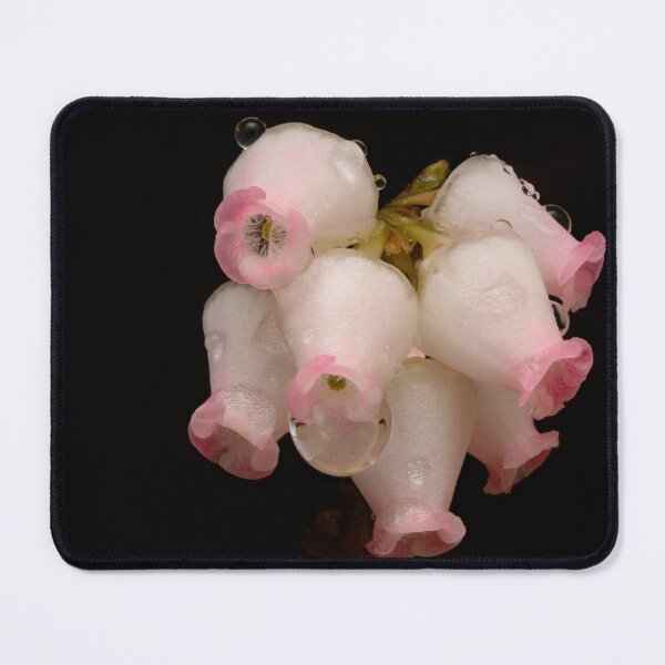 Item preview, Bearberry Blossoms – Macro of Arctostaphylos uva-ursi in Bloom designed and sold by Goiko7Margarita.