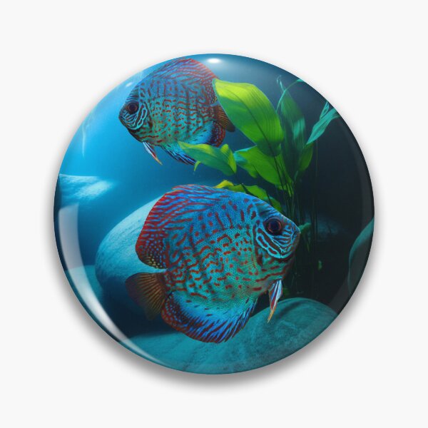 Artikelvorschau, Diskusfische, Exotische Aquarienfische, Züchterkunst entworfen und verkauft von Aquarium Eclipse.