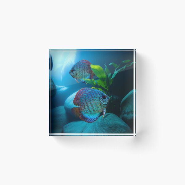 Item preview, Discus Fish Exotic Aquarium Fish Tank Breeders Art designed and sold by Aquarium Eclipse.