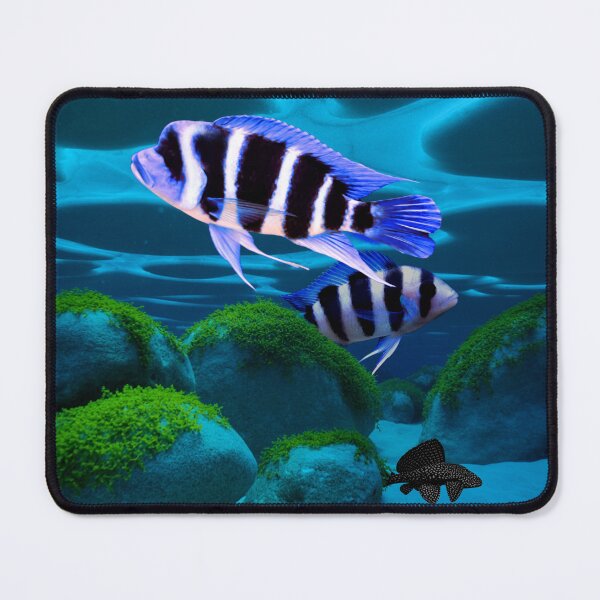 Item preview, Frontosa Cichlid Plecostomus Cichlid Aquarium Fish Tank Breeders Art designed and sold by Aquarium Eclipse.