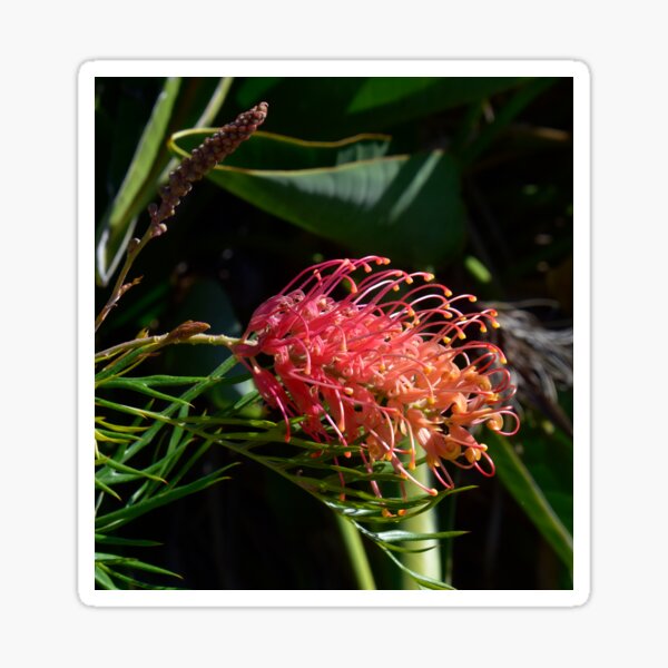 Item preview, GREVILLEA FLOWER, PROTEACEAE, BIOPHILIC DESIGNS designed and sold by Barbara Jean Photo Art And Design.