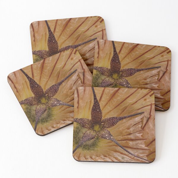 Item preview, Scabiosa Dried Flower Macro – Intricate Veins and Organic Symmetry for Natural Decor designed and sold by Goiko7Margarita.