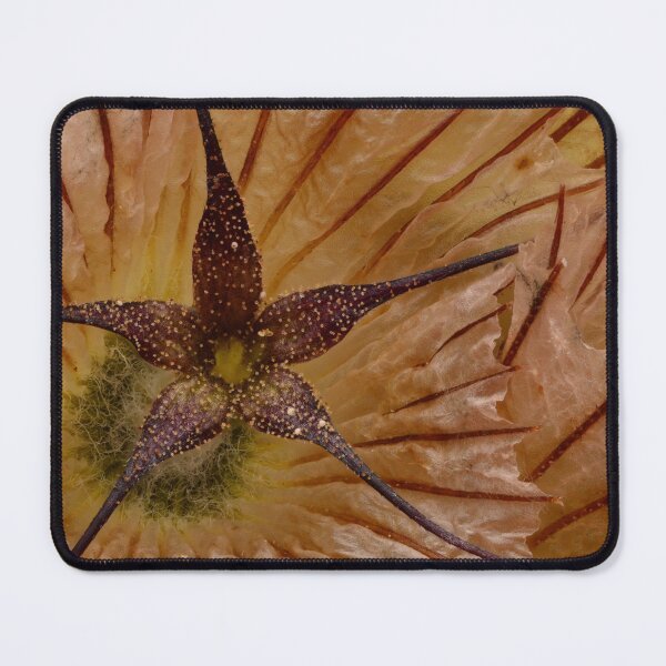 Item preview, Scabiosa Dried Flower Macro – Intricate Veins and Organic Symmetry for Natural Decor designed and sold by Goiko7Margarita.