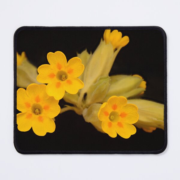 Item preview, Cowslip Macro Photography – Golden Yellow Primula veris Flowers on Black designed and sold by Goiko7Margarita.