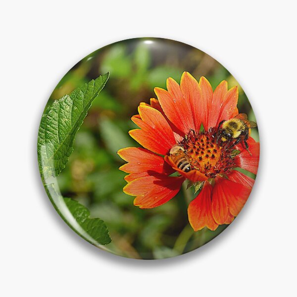 Item preview, Gaillardia pulchella And Bees designed and sold by MercerImages.