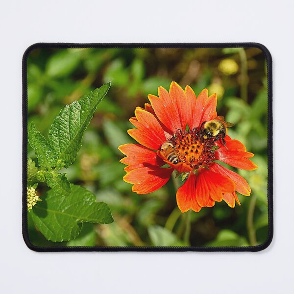 Item preview, Gaillardia pulchella And Bees designed and sold by MercerImages.