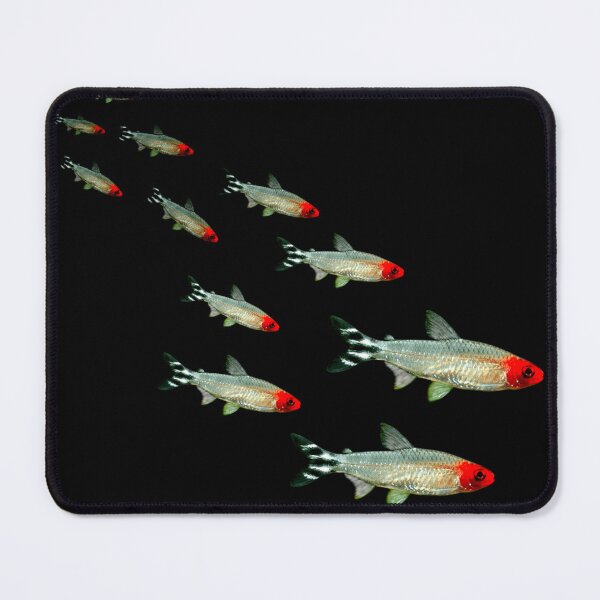 Item preview, Rummynose Tetras Schooling Aquarium Fish Tank Lovers Art  designed and sold by Aquarium Eclipse.
