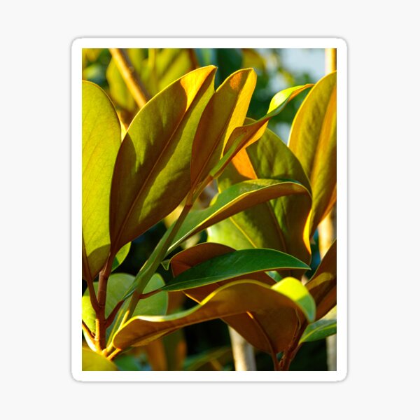 Item preview, Mediterranean plant designed and sold by RenataPhoto.