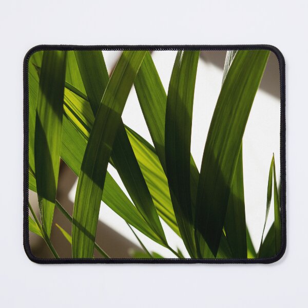 Item preview, Green houseplant in the light designed and sold by RenataPhoto.