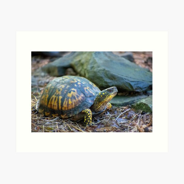Item preview, Box Turtle designed and sold by Christina Rollo.