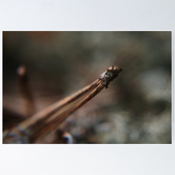 Artikelvorschau, Pine spike entworfen und verkauft von Antanas.