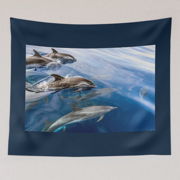 Item preview, Dolphin Vanguard 01 designed and sold by Weston  Westmoreland.