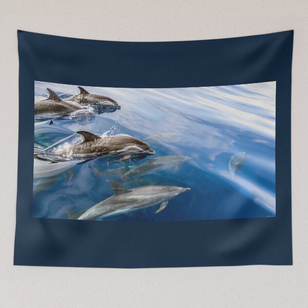 Item preview, Dolphin Vanguard 02 designed and sold by Weston  Westmoreland.