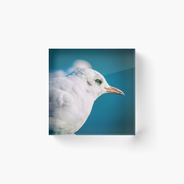 Item preview, Juvenile Black-headed Gull Serene Portrait by heidiannemorris © designed and sold by FOLK ART FUSION by heidiannemorris.