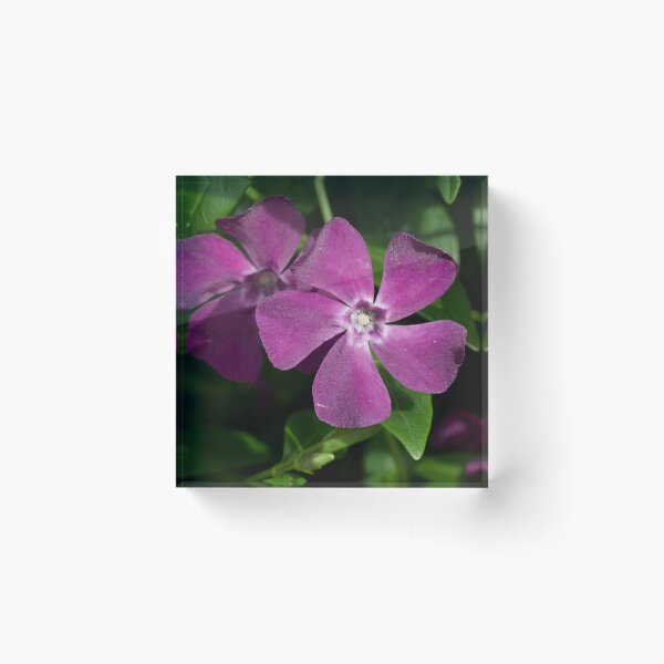 Item preview, Deep purple. Lesser periwinkle designed and sold by Jouko Lehto Photography.