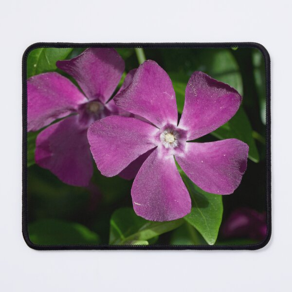 Item preview, Deep purple. Lesser periwinkle designed and sold by Jouko Lehto Photography.