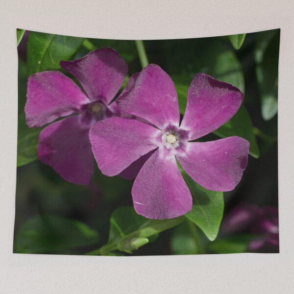 Item preview, Deep purple. Lesser periwinkle designed and sold by Jouko Lehto Photography.