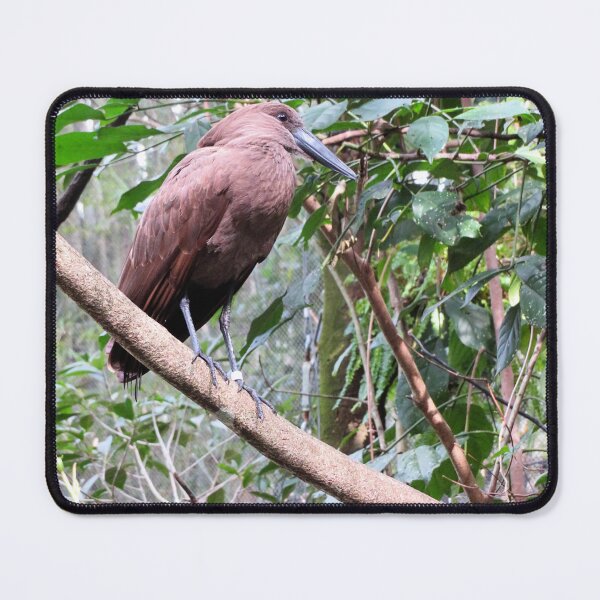 Item preview, Hamerkop designed and sold by ShutterbugBttns.