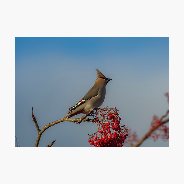 Item preview, Waxwing  designed and sold by nikonshoot.