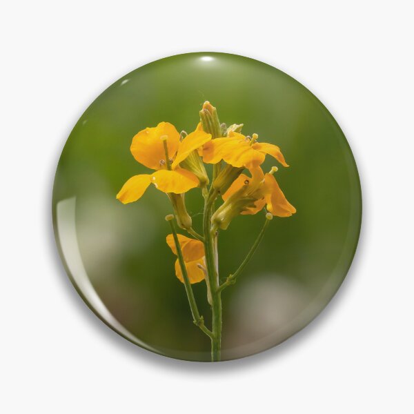 Artikelvorschau, Gelbe Wildblumen in einem Feld aus Weißklee entworfen und verkauft von KRFNatureGifts.