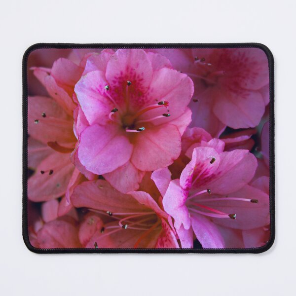 Item preview, Cherry Blossom  designed and sold by La Reina's View.
