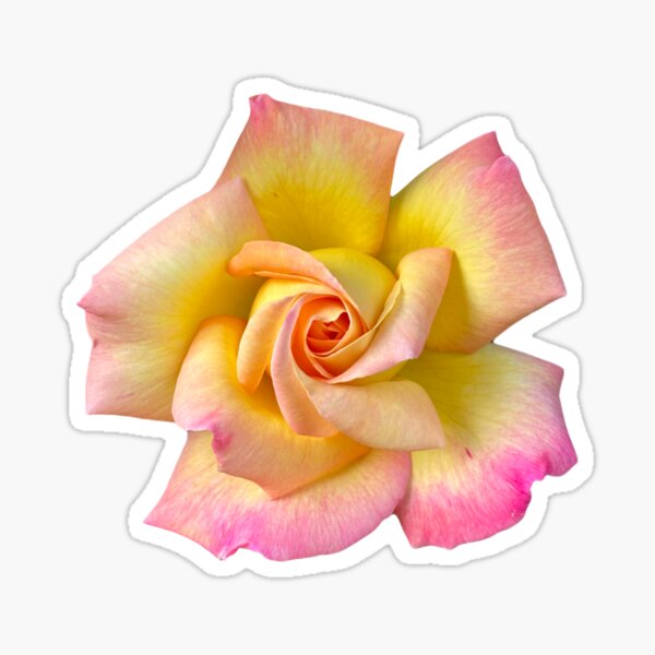 Item preview, Spiral Pink Yellow Peace Rose designed and sold by Poptart42.