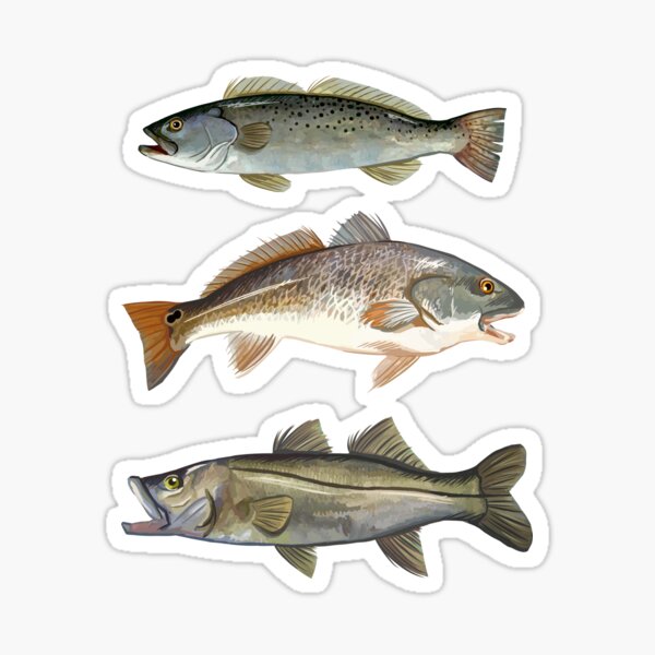 Florida Slam | Inshore Slam | Spotted Seatrout | Redfish | Snook Sticker  for Sale by blueshore