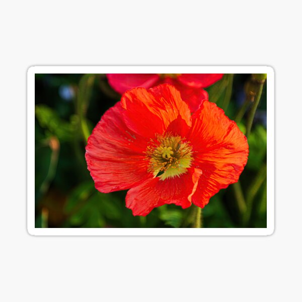 A red poppy in the garden Sticker
