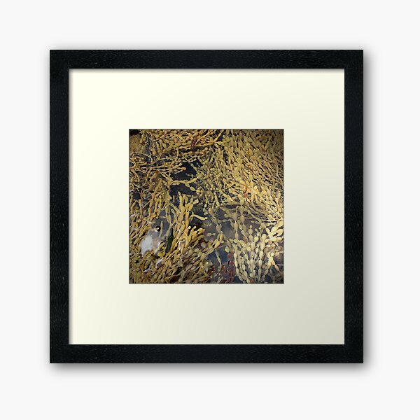Item preview, Rock Pool Life at Lorne designed and sold by JenGo Creative.