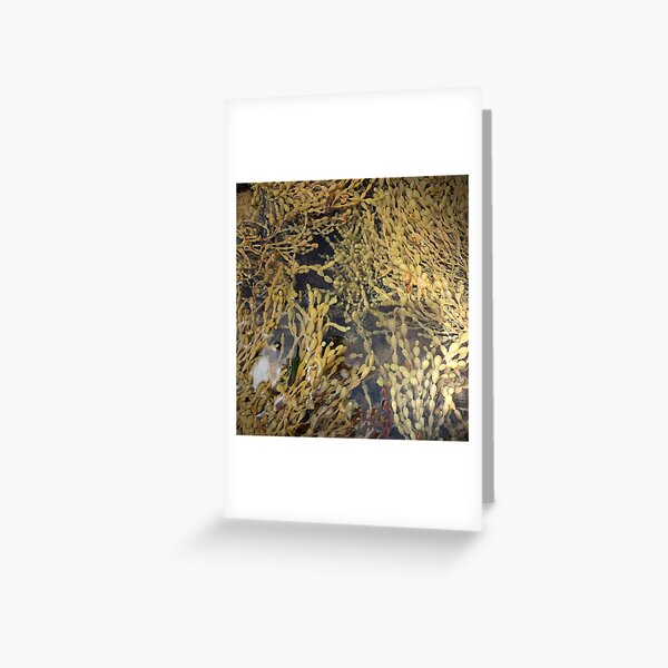 Item preview, Rock Pool Life at Lorne designed and sold by JenGo Creative.