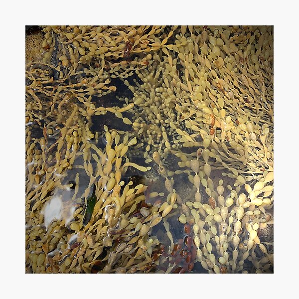 Item preview, Rock Pool Life at Lorne designed and sold by JenGo Creative.