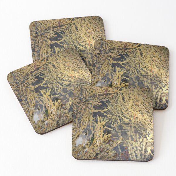 Item preview, Rock Pool Life at Lorne designed and sold by JenGo Creative.