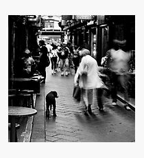 Dog In Melbourne Photographic Print
