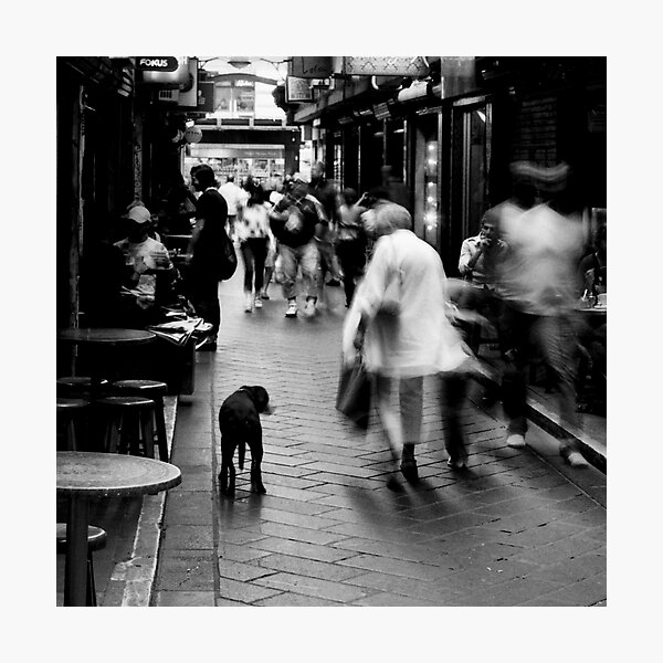 Dog In Melbourne Photographic Print