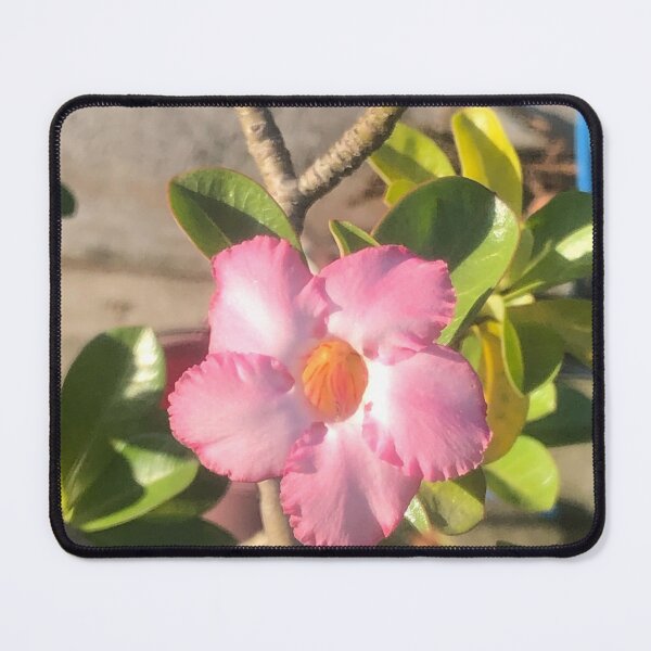 Item preview, Nature, Adenium, Pink Flower, Photography designed and sold by Nuynuyshop.