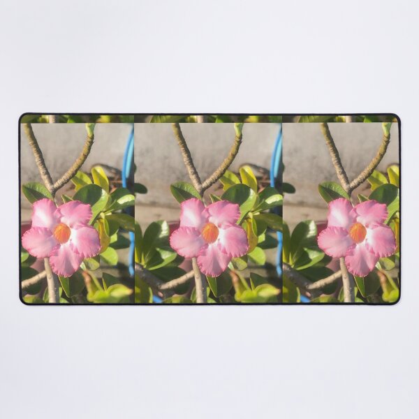 Item preview, Nature, Adenium, Pink Flower, Photography designed and sold by Nuynuyshop.