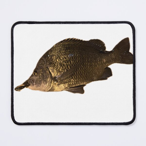 Item preview, 015 – Dubai Black Bream designed and sold by taichi69nz.