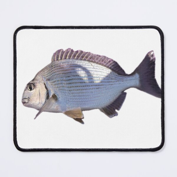 Item preview, 016 – Pagrus Auratus (Hedai) designed and sold by taichi69nz.