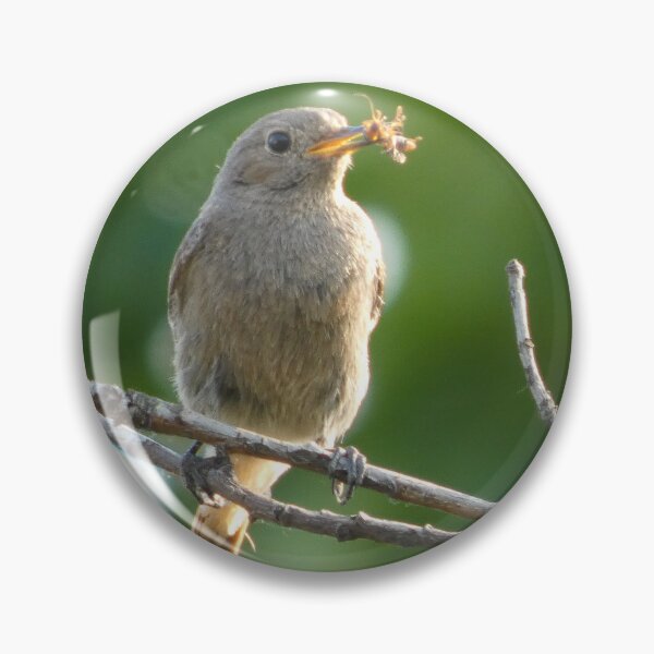 Item preview, Redstart with Prey on a Branch designed and sold by tothkataphoto.