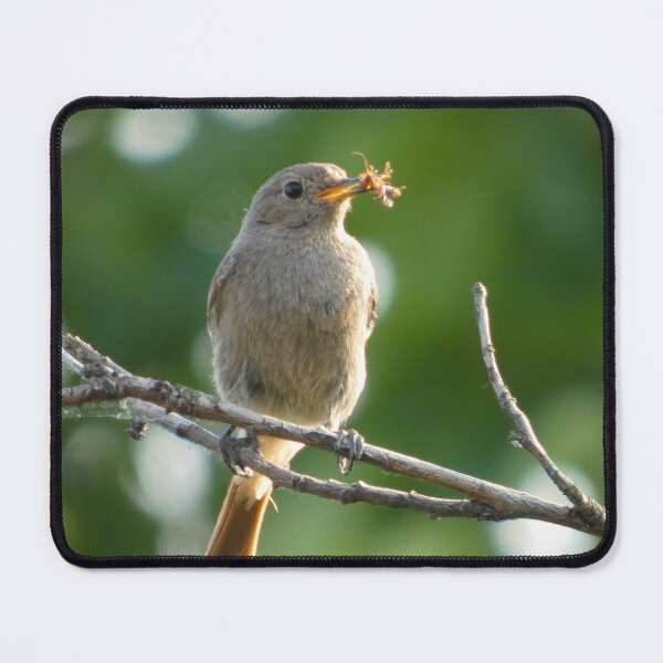 Item preview, Redstart with Prey on a Branch designed and sold by tothkataphoto.