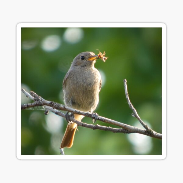 Item preview, Redstart with Prey on a Branch designed and sold by tothkataphoto.